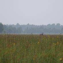 Ławki Marsh