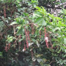 Barringtonia acutangula, a rare plant at Ranganthittu