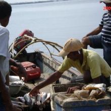 Pescadores después de la faena de pesca con especies como Bocachico y Pacora