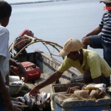 Pescadores después de la faena de pesca con especies como Bocachico y Pacora Pescadores después de la faena de pesca con especies como Bocachico y Pacora