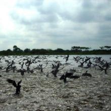 Pato Yuyo en la ciénaga de Zapatosa