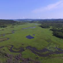 Marshs in Bila River Ramsar Site