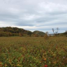Engøya in Fjærvær. Overgrowing of beach meadow