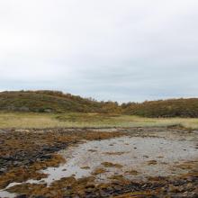 Engøya in Fjærvær. Beach meadow and beach swamp