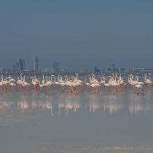 Flamingos against the backdrop of Abu Dhabi city
