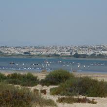 Lagunas de La Mata y Torrevieja. Flamencos en la laguna de La Mata