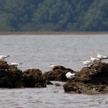 Oiseaux d'eaux