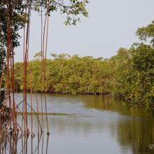 Mangroves