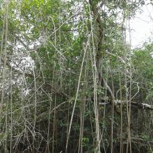 Forêt à mangrove