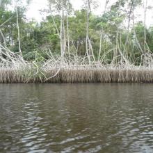 Forêt à mangrove