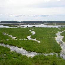 Marshes in Asköviken-Tidö nature reserve