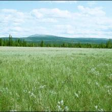 Large and wide sedge field in the south east part of the site