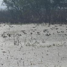 Congregation of Migratory Birds in Nawabganj Wetland.