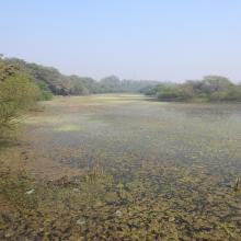 Panoramic view of Nawabganj wetland. 