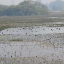 Congregation of Migratory Birds in Nawabganj Wetland.