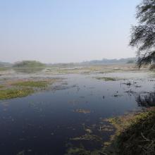 Panoramic view of Nawabganj wetland. 