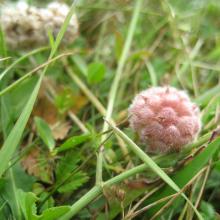The species Strawberry clover