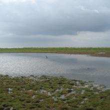 The intertidal marshes