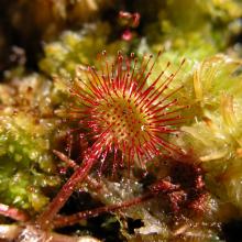 Drosera rotundifolia