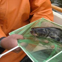 Reintroduction of catfish to Helge å