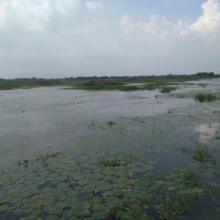 Aquatic vegetation at Sarsai Nawar bird Sanctuary