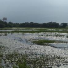 A panoramic view of Sarsai Nawar