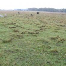 grazed wetland