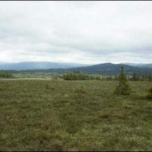 View from a bog part in Klockamyren in the west part of the site