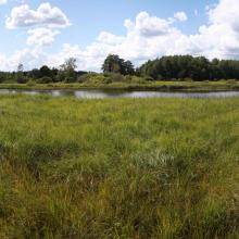 Wetlands along the river, river meadows formerly used for mowing Wetlands along the river, river meadows formerly used for mowing