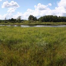 Wetlands along the river, river meadows formerly used for mowing