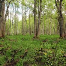 Swamp forest with Viola uliginosa, Calla palustris, Caltha palustris.