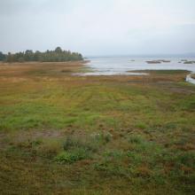 Lake Persöfjärden- Shore meadow and reed beds.