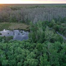 Drone Image of Corkscrew Swamp Sanctuary 