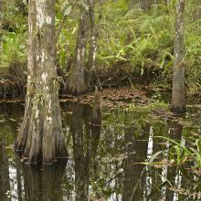 Swamp at Corkscrew Swamp Sanctuary 