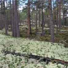 Pine forest on bedrock with thin soil cover at Getapulien-Grönbo