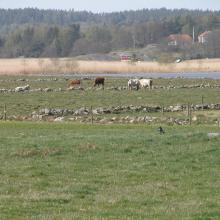Grazing cattles, Nordre älvs estuarium