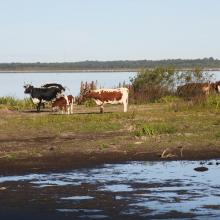 Grazing cattle