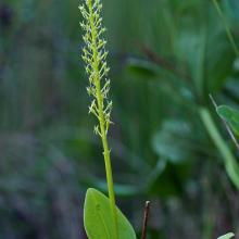 One-leaved bog-orchid, Malaxis monophyllus.