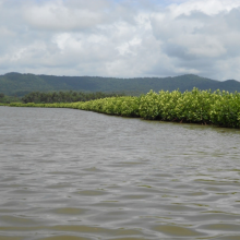 Aghanashini estuary fringed with mangroves blending with the foothills of the Western ghats