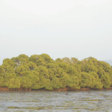 Aghanashini Estuary