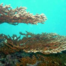 Acropora downingi-Coral