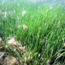 Caulerpa sp. [cf noodle seagrass (Syringodium isoetifolium)]