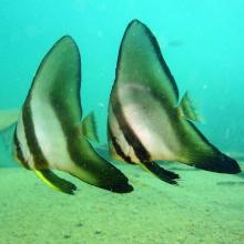 Longfin batfish - Platax teira