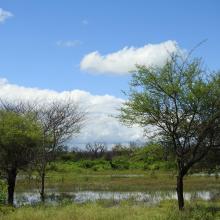 A view of Ankasamudra Bird Conservation Reserve 3