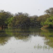 Another view of Ankasamudra Bird Conservation Reserve