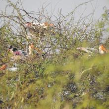 Painted Storks nesting at Ankasamudra