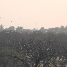 Waterbirds roosting at Ankasamudra 1