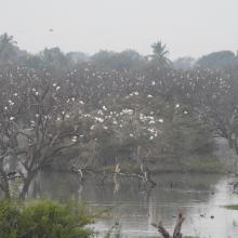 Waterbirds roosting at Ankasamudra 3