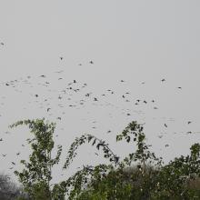 Glossy Ibises flying out of Ankasamudra