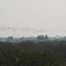 A large flock of Glossy Ibis arriving to roost at Ankasamudra
